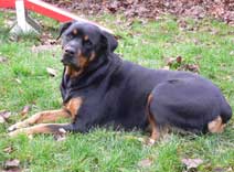 Photo de la Rottweiler qui a servi de modle au portrait